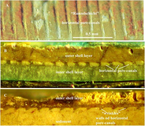 Figure 7. A, B, C. Carboniferous coleoid Shimanskya postremus Miller: A. Outer surfaces of the horizontal pore-canals. Same specimen as illustrated by Mutvei et al. Citation2012, fig.3b. B. Vertical section of the shell wall to show horizontal pore-canals (“rods”). C. Longitudinal section of the shell wall to show triangular sections of the walls of the horizontal canals; note the similarity between the “wrinkles” and the triangular sections. Same specimen as illustrated by Mutvei et al. Citation2012, fig. 4b, c.