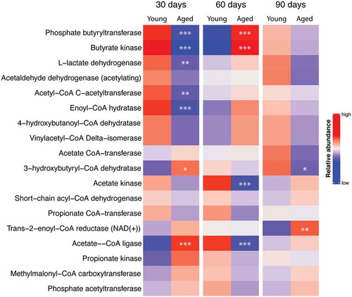 Figure 4. Heat map of relative abundance for bacterial enzymes used in the metabolism of acetate, propionate, and butyrate. Predictions were made from feces of mice collected 30, 60, and 90 d after the initial fecal transplant gavage using data from 16S ribosomal RNA gene analysis and the software program, PICRUSt2. *, **, and *** P < .05, <0.01, and <0.001 respectively, N = 11 per group)