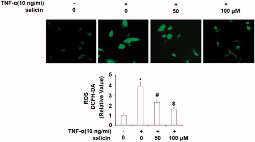 Figure 6. Salicin prevented TNF-α- induced oxidative stress in HUVECs. Cells were incubated with TNF-α (10 ng/mL) or salicin (50 and 100 μM) for 48 h. Production of ROS was measured using DCFH-DA staining (*,#,$p<.01 vs. previous group).
