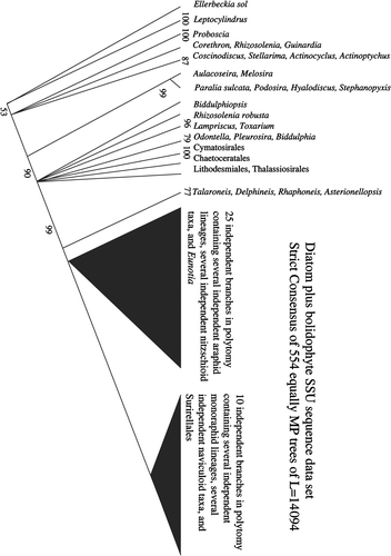 Fig. 2. Strict consensus of 503 unique equally most parsimonious trees calculated from the diatom plus bolidophyte (DiatBo) dataset. Only relationships among diatoms are shown.