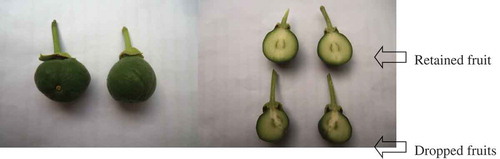 Figure 2. External and internal fruit characteristics of the retained and the dropped fruits 1 month after fruit set.