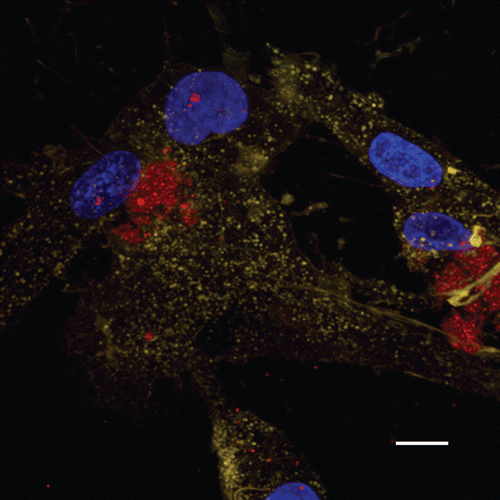 Figure 4.  Confocal 3D cross-section of Cx31.1-PLGA3% nanoparticles incubated at 34 °C for 8 h; merged images of Cy3-AsODN-loaded nanoparticles (red), cell nuclei stained with DAPI (blue) and cell membranes labeled with WGA Alexa 488 (green), with the yellow color signifying an overlay of red and green; (scale bar = 10 µm)
