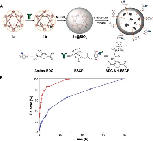Figure 11 (A) The intracellular release of BDC-NH-ESCP from a silica-coated MOF particle (1b@SiO2, where 1b represents ESCP-loaded amino-functionalized MIL-101(Fe)). (B) Release profiles of BDC-NH-ESCP from the MOF particle of 1b (red) and 1b@SiO2 (blue) in PBS buffer at 37°C.Note: Reprinted with permission from Taylor-Pashow KM, Rocca JD, Xie Z, Tran S, Lin WB. Postsynthetic modifications of iron-carboxylate nanoscale metal-organic frameworks for imaging and drug delivery. J Am Chem Soc. 2009;131:14261–14263. Copyright © 2009, American Chemical Society.Citation76Abbreviations: ESCP, ethoxysuccinato-cisplatin prodrug; BDC, benzenedicarboxylate; MOF, metal–organic framework.
