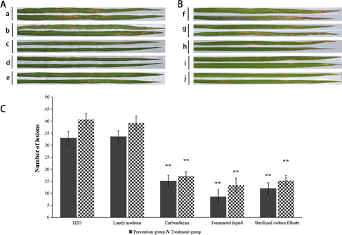Figure 10. Biocontrol efficiency of ZW-10 against M. oryzae on rice evaluated based on the number of lesions on leaves (field trial).(A) Prevention group: (a) Spraying sterilized water after spraying spore suspension of M. oryzae. (b) Spraying Landy medium after spraying spore suspension of M. oryzae. (c) Spraying 100 mg/mL of carbendazim after spraying spore suspension of M. oryzae. (d)Spraying fermentation liquid of ZW-10 after spraying spore suspension of M. oryzae. (e) Spraying cell-fell culture filtrate of ZW-10 after spraying spore suspension of M. oryzae.(B) Treatment group: (f) Spraying spore suspension of M. oryzae after spraying sterilized water. (g) Spraying spore suspension of M. oryzae after spraying Landy medium. (h) Spraying spore suspension of M. oryzae after spraying 100 mg/mL of carbendazim. (i) Spraying spore suspension of M. oryzae after spraying fermentation liquid of ZW-10. (j) Spraying spore suspension of M. oryzae after spraying cell-fell culture filtrate of ZW-10.(C) Composite bar chart of the prevention and the treatment groups.Note: Both the prevention and the treatment groups were treated with water as a reference, significant difference analysis.
