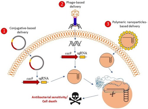 Figure 2 Graphical concepts model of CRISPR-Cas delivery for antibacterial affecting. CRISPR-Cas-based antibacterials could be delivered into the bacterial cells through the three proposed delivery mechanisms including 1) conjugative-based delivery, 2) phage-based delivery, and 3) polymeric-nanoparticles-based delivery. After the delivery of CRISPR-Cas systems in the bacterial cells, the bacterial cells might be resensitized against antibacterial agents or be killed based on the antibacterial resistant genes targets or essential genes targets, respectively.
