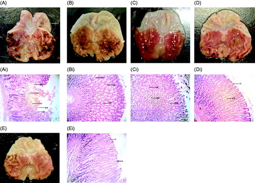 Figure 4. Histological evaluation of antiulcer activity of MEMC against indomethacin-induced gastric lesions in rats. (A) Stomach of a negative control rat; (B) stomach of a rat pretreated with 100 mg/kg ranitidine; (C) stomach of a rat pretreated with 100 mg/kg MEMC; (D) stomach of a rat pretreated with 250 mg/kg MEMC; (E) stomach of a rat pretreated with 500 mg/kg MEMC. Respective histopathological sections are shown together: (Ai) stomach of the control animal showing a severe effect on mucosa with necrosis and erosion; (Bi) stomach of 100 mg/kg ranitidine-treated animals showing moderate edema; (Ci) stomach of 100 mg/kg MEMC-treated animals showing almost normal mucosa with mild edema; (Di) stomach of 250 mg/kg MEMC-treated animals showing almost normal mucosa with mild edema; (Ei) stomach of 500 mg/kg MEMC-treated animals showing almost normal mucosa. H, hemorrhage; ED, edema; ER, erosion; N, normal architecture.