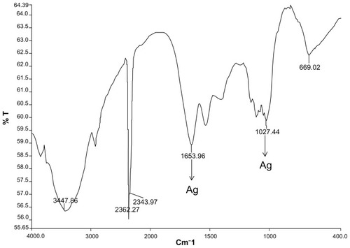 Figure 6 Fourier transform infrared absorption spectra for nanoparticles synthesized by bioreduction of AgNO3 ions using Trianthema decandra root extract.