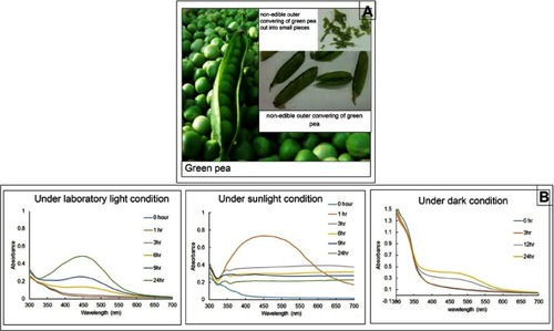 Figure 1 (A) Outer peel of garden pea (Pisum sativum) used in the synthesis of AgNPs; (B) Ultra Violet (UV-VIS) spectral analysis of AgNPs generated under different lighting conditions.Abbreviation: AgNPs, silver nanoparticles.