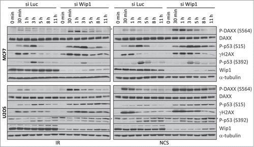 Figure 6. Wip1 affects DNA damage-induced phosphorylation of endogenous DAXX. MCF7 or U2OS cells were transfected with control (siLuc) or siRNA targeting Wip1 and 3 d later exposed to 5 Gy of IR or 4 nM NCS. Cells were lysed at the indicated time points after DNA damage and analyzed by protein gel blotting with the indicated antibodies (* unspecific band). α‑tubulin was used as a loading control.