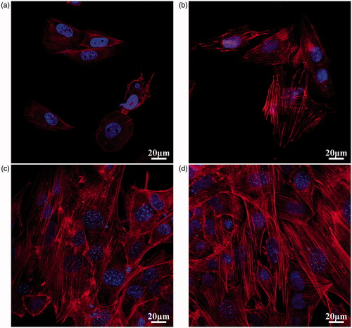 Figure 5. SaOS-2 cells after culturing in the MAO conditioned media for one day (a) and three days (c), in the MHTZn conditioned media for one day (b) and three days (d), showing the nuclei stained by DAPI and the cytoskeleton stained by phalloidin with TRITC.