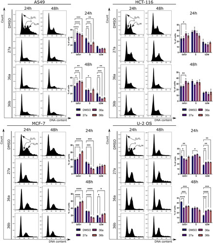 Figure 7. Cell cycle profiles of A549, HCT-116, MCF-7, and U-2 OS cells after treatment with 36a, 36b, and 27a. Representative histograms from PI staining and their corresponding quantification are presented in the bar graphs. Error bars represent the mean ± SD of data obtained in three independent experiments.