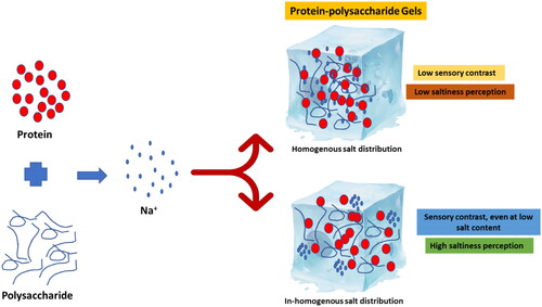 Figure 3. Schematic representation of the impact of sodium distribution within the gel matrix on saltiness perception.