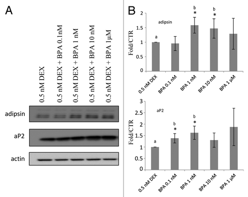 Figure 3. BPA upregulation of aP2 expression is potentiated by low dose DEX treatment.(A) Western blot analyses of aP2 in the presence of low DEX. (B) Fold over MI ethanol control of the western blots normalized to β-actin levels and quantified with BioRad ImageLab software (n = 3). Error bars indicate SD *P < 0.05 (a vs. b).