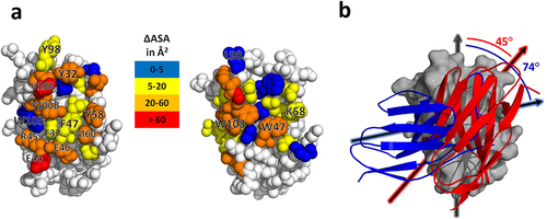 Figure 5. Structural differences between the anti-caffeine VHH homodimer and conventional VH/VL heterodimers. (a) Surface area burial heat map for residues within the anti-caffeine VHH:VHH (left) and a representative VH:VL dimer (right; PDB ID: 1Q72)Citation26. (b) Structural overlay of a VHH domain from the anti-caffeine structure with the VH domain from a murine anti-cocaine Fab (PDB entry 1Q72). The VH and VHH domain alignment is in background (gray) and the VL domain from anti-cocaine (blue) and second VHH domain from anti-caffeine VHH (red) are in foreground. Average angle between principal axes is calculated from four anti-caffeine dimers and a sampling of VH:VL structures from the PDB 1Q72, 2JB6, 2UUD, 3CFB, 3FO9).