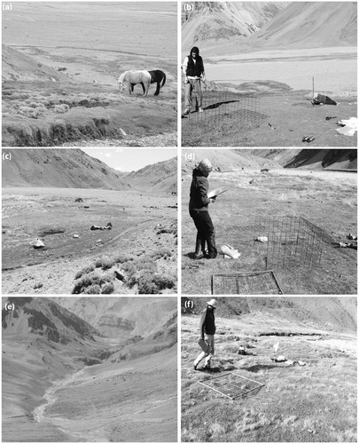 FIGURE 2. General view of the three meadows (left) and of an exclosure in each alpine meadow at the end of the experiment in March 2011 (right) in Aconcagua Provincial Park. (a, b) Meadow 1, (c, d) Meadow 2, and (e, f) Meadow 3.
