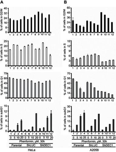 Figure 5 Effects of phenformin and DEC1 on the cell cycle profile of HeLa and A2058 cells. DEC1 was knocked down in (A) HeLa and (B) A2058 cells, which were then treated for 30 h with the indicated concentration of phenformin. Cell lysates were subjected to cell cycle profiling using flow cytometry. The results are representative of two independent experiments.