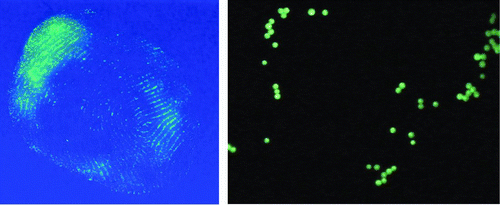 FIG. 13 Finger print composed of 45 μm fluorescent polystyrene spheres and a fluorescent micrograph of the fingerprint are both shown on a glass slide.