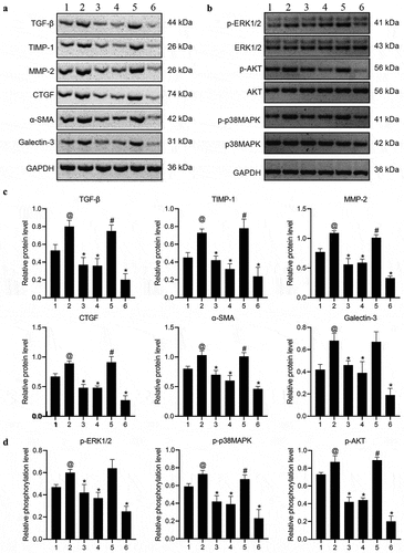 Figure 6. Ang-(1-7)/ang II treatment regulates the expression of atrial fibrosis and protein kinase signaling pathway-related proteins. (a, c) western blot was used to detect expressions of proteins associated with atrial fibrosis. (b, d) western blot was used to determine protein expressions related to the protein kinase signaling pathway. the phosphorylation level is equal to the ratio of phosphorylated proteins to total proteins. @ represented the values of p < 0.05 when compared with control; * represented the values of p < 0.05 when compared with Ang II; # represented the values of p < 0.05 when compared with Ang II+Ang-(1-7). 1: Control; 2: Ang II; 3: Ang II + Ang-(1-7); 4: Ang II + SU6656; 5: Ang II+Ang-(1-7) + SSG; 6: Ang-(1-7). Five SD rat samples per group