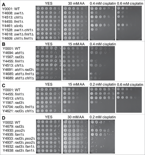 Figure 6. Involvement of the FA pathway in acetaldehyde-mediated DNA damage response. Five-fold serial dilutions of the indicated mutants were incubated on YES agar medium supplemented with the indicated drugs for 3 to 5 d at 30°C. (A, B, C) FA mutants show significant acetaldehyde sensitivity when combined with rad3Δ. (D) pso2Δ and fan1Δ nuclease mutants failed to show significant acetaldehyde sensitivity. Representative images of repeat experiments are shown.