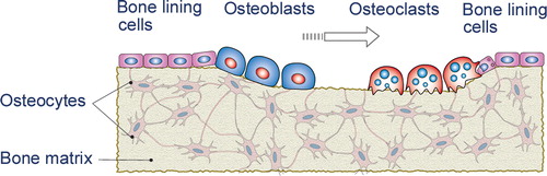 Figure 1. Bone remodeling in a basic multicellular unit.