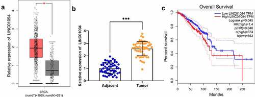 Figure 1. LINC01094 expression is up-regulated in BC tissues