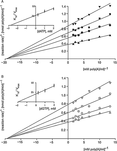 Figure 4.  Purine triphosphate deoxynucleotides inhibit PARN: dATP (A) and dGTP (B) are noncompetitive inhibitors. Double reciprocal plots 1/v versus 1/[substrate] for PARN activity in the presence of dATP or dGTP are shown. The dATP concentrations (filled markers in A) and dGTP (empty markers in A) were 0 mM (triangle), 0.25 mM (circle), 1 mM (square) and 2 mM (inverted triangle). Representative of at least three independent experiments. Insets: The slopes (KM/Vmax) of the double reciprocal lines versus the nucleotide concentrations.