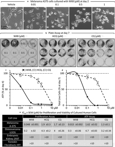 Figure 14. WX8 selectively killed ‘autophagy-addicted’ melanoma cells. Human melanoma A375 cells were seeded into 12-well plates (1,000 cells/well) and cultured for 1-day before adding WX8, hydroxychloroquine (HCQ), or chloroquine (CQ) to give the concentrations indicated. (a) Cells were photographed 2 d later. (b) Seven days after WX8, HCQ or CQ was added, adherent cells were stained with crystal violet [Citation104]. (c) Cells were seeded into 96-well plates (1,000 cells/well), and WX8, HCQ or CQ was added the following day to give the indicated concentration. Cells were cultured for 4 d before quantifying total cellular ATP using the CellTiter-Glo luminescent cell viability assay (Promega, G7572) according to the manufacturer’s instructions. (d) In separate 12-well plates, attached cells were collected by trypsinization, combined with unattached cells, and stained with trypan blue to identify dead cells. Total live cells in each well were plotted as a percentage of the number of live cells in the vehicle control. Vehicle (0 µM WX8) was plotted as 0.001 µM WX8 in order to apply a logarithmic scale. (e) The half maximal inhibitory concentration (IC50) was the concentration (µM) of WX8, HCQ and CQ that produced a 50% reduction in either cell proliferation (panels B, C) or viability (panel D). All data were plotted as the mean ±SEM for 3 independent experiments. Results for human U2OS (Figure S12), 293T (Figure S13) and HFF (Figure S14) cells are provided as supplementary figures. Assays were performed in duplicate and each experiment was repeated a minimum of 3 times to obtain average EC50 values.