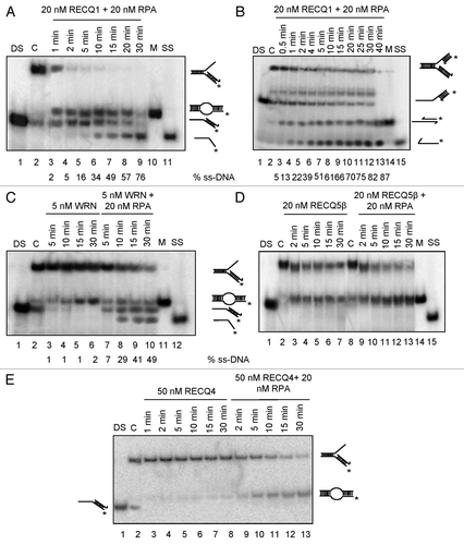 Figure 3. Effect of RPA on the strand exchange activity of human RecQ helicases. (A) Effect of RPA on RECQ1-mediated strand exchange on forked DNA duplex lacking the leading strand (B) and forked DNA duplex with 10 nt leading-strand gap. Effect of RPA on (C) 5 nM WRN, (D) 20 nM RECQ5β and (E) 50 nM RECQ4-mediated strand exchange on forked duplexes lacking the leading strand. Kinetic experiments were performed with 5 nM WRN, 20 nM RECQ5β and 50 nM RECQ4 in the presence or absence of 20 nM RPA. “DS” represents the control duplex substrate PCitation32 labeled RS1/2; “C” represents the control stalled replication fork-like structure; “M” represents the marker for strand exchange product; “SS” represents the ssDNA unwound.