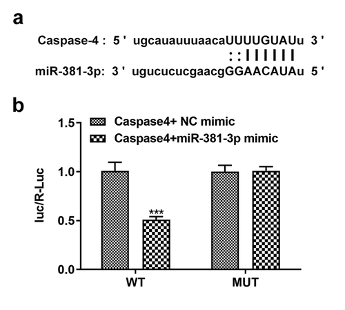 Figure 5. miR-381-3p binds to the 3ʹ-untranslated regions of caspase-4. (a) Binding sites predicted by starBase. (b) Results of dual-luciferase reporter assay. miR, micoRNA. ***P < 0.001 Vs WT+ Caspase4+ NC mimic