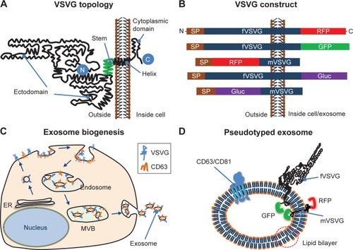 Figure 1 Strategy of exosome pseudotyping.Notes: (A) Membrane topology of the fVSVG. The matured fVSVG is a single transmembrane protein without the SP. The large N-terminal ectodomain (black line) with a short stem region (green line) is situated at the outer surface of the plasma membrane or the luminal side of the endosome. Those sequences are followed by a transmembrane helix and a cytoplasmic tail. (B) Design of VSVG fusion constructs. From top to bottom, the fVSVG fused with either RFP (fVSVG-RFP) or GFP (fVSVG-GFP) at the C-terminal, the ectodomain was replaced by RFP (RFP-mVSVG), the fVSVG fused with Gaussia luciferase (Gluc) at the C-terminal (fVSVG-Gluc), and the ectodomain was replaced by Gluc (Gluc-mVSVG). (C) A proposed model illustrating how VSVG participates in exosomes in a mammalian cell. Ectopic expression of VSVG occurs at the rough endoplasmic reticulum (ER) via its SP guiding, and subsequently SP-cleaved VSVG is funneled to the plasma membrane and becomes concentrated in tetraspanin (CD63)-enriched microdomains, where the first inward budding begins to form endosomes. The second inward budding from the endosome forms exosomes that are stored in a MVB prior to release into extracellular space. (D) Schematic illustration of the pseudotyped and protein-loaded exosome. Membrane topology of VSVG (black), loaded protein cargo GFP (green) or RFP (red), and exosome markers (CD63/CD81, blue) are indicated.Abbreviations: VSVG, vesicular stomatitis virus glycoprotein; fVSVG, full-length VSVG; mVSVG, minimal VSVG; MVB, multiple-vesicle body; SP, signal peptide.