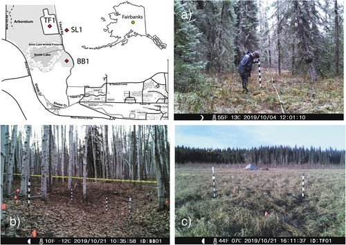 Figure 1. Location of the study area and the three observation sites: (a) a mature white spruce forest (SL1) with moss hummocks and shrub understory, (b) a mature birch forest (BB1) with thermokarst troughs between convex polygons, and (c) a large open field with grass hummocks (TF1). Black and white bands are each 0.1 m.