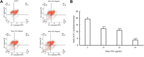 Figure 9 Effects of nano-TiO2 on MMP in primary cultured LCs.Notes: (A) Flow-cytometry images of mitochondrial injury in LCs treated with different nano-TiO2 concentrations. (B) MMP levels calculated as JC-1 polymer vs JC-1 monomer in LCs treated with different nano-TiO2 concentrations (***P<0.001). MMP reduction in LCs was observed in the presence of nano-TiO2. Values represent means ± SD (n=5).Abbreviations: JC-1, 5,5′,6,6′-Tetrachloro-1,1′,3,3′-tetraethyl-imidacarbocyanine iodide; LCs, Leydig cells; nano-TiO2, nanoparticulate TiO2; UL, upper left; UR, upper right; LL, lower left; LR, lower right; PE, P-phycoerythrin; MMP, mitochondrial membrane potential.