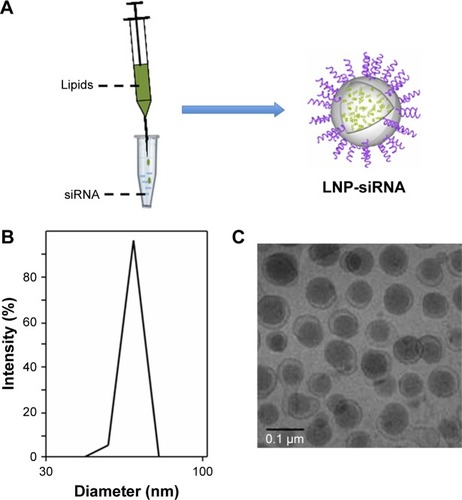 Figure 1 LNPs characterization.Notes: LNPs were produced by mixing lipids’ solution and siRNA solution drop by drop under strong vortex, and ethanol was removed by ultracentrifugation (A). The encapsulation efficiencies of LNPs were above 95% (B). The diameter of LNPs was 67±4.3 nm (C).Abbreviations: LNP, lipid nanoparticle; siRNA, small interference RNA.