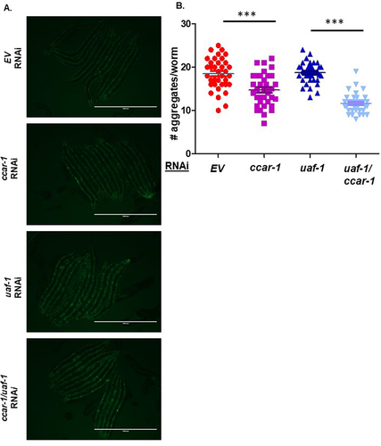 Figure 5. Ccar-1 and uaf-1 RNAi significantly decrease polyglutamine aggregation. A. Shows the fluorescent images of AM140 (Q35:YFP) fed control, ccar-1, uaf-1, and ccar-1/uaf-1 RNAi from L1 larval stage to day 3 of adulthood. B. Shows quantification of the number of aggregates per worm in each condition with an N = 40. Based on a Mann-Whitney test, we recorded a p-value of 0.0001 (***) between AM140 empty vector (EV) and AM140 ccar-1 RNAi, and a p-value of 0.0001 (***) between AM140 uaf-1, and AM140 uaf-1/ccar-1 RNAi.