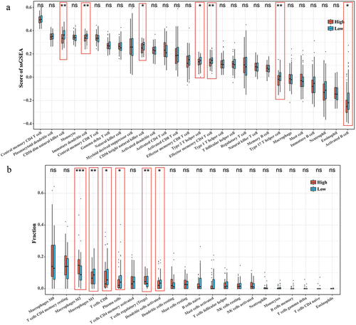 Figure 5. Correlation between RiskScore and immune cell infiltration microenvironment. (a) ssGSEA results for 28 immune cell activity scores in the high/low RiskScore group. (b) CIBERSORT results for the abundance of 22 immune cell infiltrates in the high/low RiskScore group.