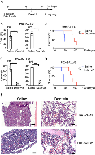 Figure 2. Dexamethasone and vincristine treatment increased BM adipocytes of B-ALL patient-derived xenografts. (a) Experimental procedure. Six-week-old NSI mice were transplanted with B-ALL cells for 2 weeks. B-ALL engrafted mice were treated with dexamethasone (Dex, 50 mg/kg) and vincristine (Vin, 1 mg/kg) for four times every week. Leukemic progressing in mice were analysis at week 4. (b,d) FACS analysis of CD19+% (BALL#1 and BALL#2) in PB and BM of Dex- or Vin-treated and untreated mice. n = 5 for each group. ***p < .01 and **p < .001. (c,e) Kaplan-Meier survival curve of xenografted mice (BALL#1 and BALL#2) treated with/without Dex/Vin. n = 5 for each group. ***p < .01. (f) Representative H&E-stained femur biopsies from xenografted mice (BALL#1 and BALL#2) treated with/without Dex and Vin. Scale bars = 100 µm.