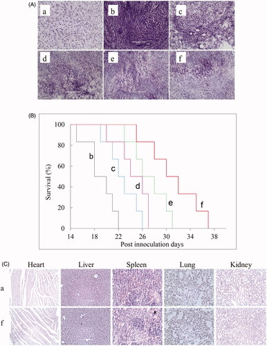 Figure 9. Antitumor effects and safety examination in U87 cells xenografts mice after treatments with the varying formulations, with a dose of 3 mg/kg paclitaxel and 6.3 mg/kg artemether at days 11, 13, 15, and 17 from inoculation. (A) Nissl staining; (B) Kaplane Meier survival curves; (C) H&E staining; a. healthy mice; b. xenografts mice with physiological saline; c. xenografts mice with free paclitaxel; d. xenografts mice with artemether plus paclitaxel micelles; e xenografts mice with BK modified artemether plus paclitaxel micelles; f. xenografts mice with dual-targeted artemether plus paclitaxel micelles. Images were obtained under EVOS microscope using a 40× objective.