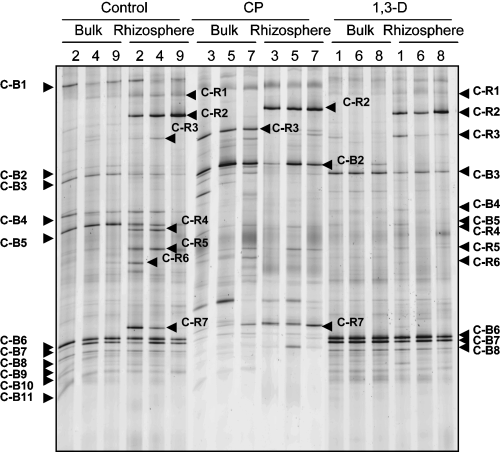 Figure 2  18S rDNA denaturing gradient gel electrophoresis profiles of the fungal community using nested polymerase chain reaction (PCR) from bulk soil and rhizosphere soil in untreated control plots (2, 4 and 9), chloropicrin (CP) plots (3, 5 and 7) and 1,3-dichloropropene (1,3-D) plots (1, 6 and 8) 2 months after fumigation in the second trial (December 2002). Bands from nested PCR are labeled with upper-case letters indicating their nature (C, bands detected consistently in control plots) and sampling site (B, bulk soil; R, rhizosphere soil), followed by band numbers.