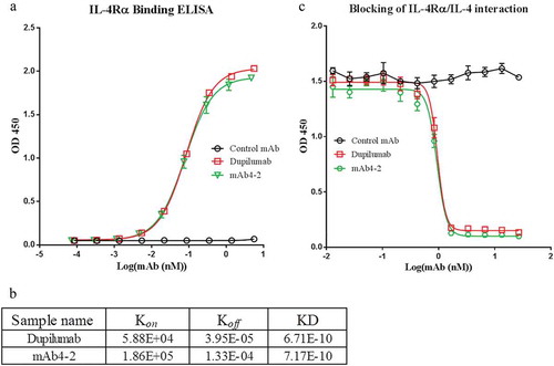 Figure 1. Characterization of the anti-IL-4Rα monoclonal antibody clone mAb4-2. (a) Binding abilities of mAb4-2 to IL-4Rα were measured by ELISA. IL-4Rα antigen was coated on the plate. Antibodies, mAb4-2, dupilumab, and control mAb were serially diluted and added to the plate; (b) the equilibrium dissociation constants (KD) of dupilumab and mAb4-2 for IL-4Rα were measured by Biacore; (c) The ability of mAb4-2 to block the interaction of IL-4Rα and IL-4 was assayed by competition ELISA. mAb4-2, dupilumab, and control mAb were serially diluted and pre-incubated with IL-4Ra. The sample mixtures were then added to the plate coated with IL-4.