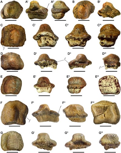 FIGURE 7. Teeth of Ptychodus mammillaris Agassiz, Citation1835, from the Upper Cretaceous of Ryazan Oblast (western Russia) in occlusal (A, B, C, D, E, F, G), anterior (CI, DI, GI), posterior (AI, BI, CII, DII, EI, FI, GII), lateral (AIII, CIII, DIII, EII, FII, GIII), and inferior (EIII, FIII) views. A–AIII, RSU DGE 2020 RO MP-6; B–BI, RSU DGE 2020 RO MP-12; C–CIII, RSU DGE 2021 RO MP-2; D–DIII, RSU DGE 2021 RO MP-14; E–EIII, RSU DGE 2021 RO MP-20; F, FIII, SS106-4; G–GIII, SS106-7. Scale bars equal 10 mm.