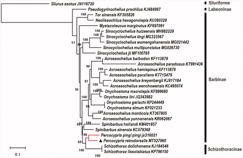 Figure 1. Molecular phylogenetic relationship among 28 fishes by maximum likelihood (ML) methods based on 13 protein-coding genes with 1000 bootstrap replications. This tree was drawn with setting of an outgroup (Silurus asotus).