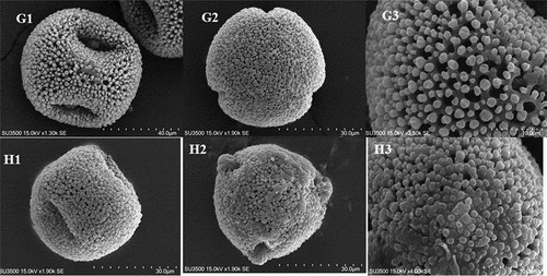 Figure 3. Pollen micrographs of Geranium species: G1–G3: G. pyrenaicum; H1–H3: G. pusillum. G1, H1: equatorial view; G2, H2: polar view; G3, H3: exine sculpture.