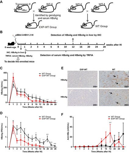 Figure 1. HBV in HBsAg intrauterine exposure group was cleared faster than that in the WT group. (A) Procedures for the generation of experimental mice. (B) Schematic diagram of the experimental process. (C) and (D) Dynamic changes of serum HBsAg and HBeAg levels in the EXP-WT group (n = 18) and WT group (n = 24) within 28 weeks post pBB4.5-HBV1.2 injection. (E) IHC of HBsAg and HBcAg in EXP-WT group (left panel) and WT group (right panel) at 12 weeks after HI. (F) Dynamic changes of serum anti-HBs levels in the EXP-WT group and WT group. *P < .05; **P < .01; ***P < .001.