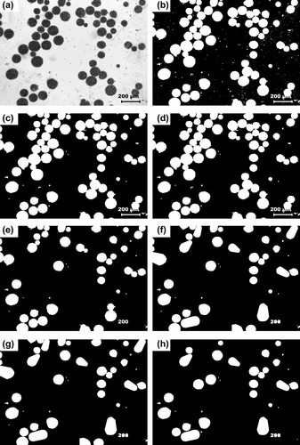 Figure 2 Micrographs at different stages of image processing. (a) Original Image, (b) thresholded image after image calibration and color intensity plane extraction, (c) remove small objects, (d) separate objects, (e) Heywood circularity particle filter, (f) Convex Hull, (g) fill holes, and (h) remove border objects.