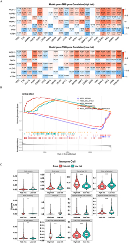 Figure 7 Mutated genes analysis and immune infiltration analysis in the high/low-risk groups. (A) Matrix heatmaps of the correlation analysis results. (B) GSEA enrichment analysis of high/low-risk groups. (C) Violin plots depicting differential analysis of immune cells in different risk groups. ****p<0.0001, ***p<0.001, *p<0.05.