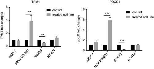 Figure 3. Expression levels of PDCD4 and TPM1 before and after treatment with paclitaxel in breast cancer cell lines. Expression level of PDCD4 and TPM1 as targets of miR-21 were increased in MDA-MB-231 and were decreased significantly in SKBR3 cells after treatment with paclitaxel. **p < .005, ***p < .0005.