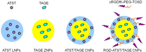 Figure 2 Construction of nano-systems: ATST LNPs, TAGE ZNPs, ATST/TAGE CNPs, and RGD-ATST/TAGE CNPs.