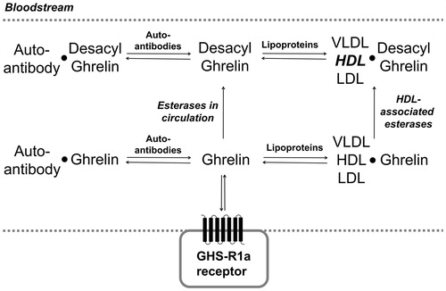 Figure 2. Ghrelin interacts with multiple partners in circulation. Ghrelin and desacyl ghrelin can interact with multiple binding partners in the bloodstream (equilibrium arrows), with esterases converting ghrelin to desacyl ghrelin by serine ester hydrolysis (single arrows). In interaction with lipoproteins (VLDL, HDL, and LDL), desacyl ghrelin shows a preference for binding to HDL (bold).