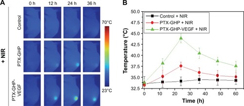 Figure 10 In vivo NIR thermal imaging.Notes: (A) The thermal images of tumor bearing mice post-tail vein injection of saline, PTX-GHP, and PTX-GHP-VEGF at 0, 12, 24 and 36 hours under 5-minute NIR irradiation (808 nm, 1 W/cm2), respectively. (B) The temperature statistical results of tumor regions of tumor bearing mice post-tail vein injection of saline, PTX-GHP, and PTX-GHP-VEGF at 0, 12, 24 and 36 hours under 5-minute NIR irradiation.Abbreviations: PTX, paclitaxel; VEGF, vascular endothelial growth factor; NIR, near infrared; GHP, GO-HSA-PEG.