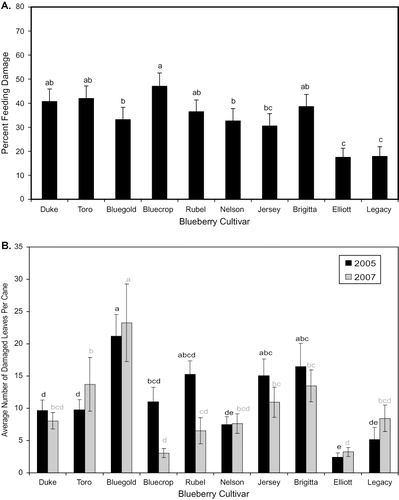 FIGURE 1 Japanese beetle feeding damage to leaves of different highbush blueberry, V. corymbosum cultivars in (A.) leaf choice feeding bioassays from 2003 to 2005 and (B.) on field-planted bushes of the ten cultivars, assessed for damaged leaves in 2005 and 2007. Values with the same letter within each year are not significantly different at α = 0.05.